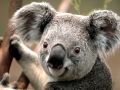 taurusralph12