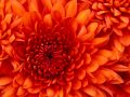 rllnrose