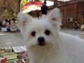 yuwen