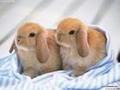 qinbabys