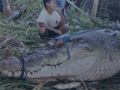 Giant Crocodile in Mindanao