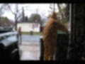 Rainy Daze