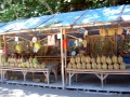 Durian FOR SALE-Iligan City