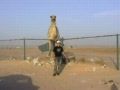 Filipino - Camel in the Desert
