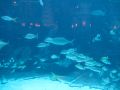 They're famous with their aquarium