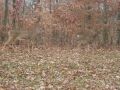 We encounter many deer on this national park