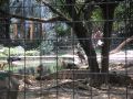 manila zoo