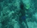 Sea Bed Hunting On One Breath